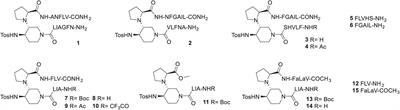 β-Hairpin Peptide Mimics Decrease Human Islet Amyloid Polypeptide (hIAPP) Aggregation